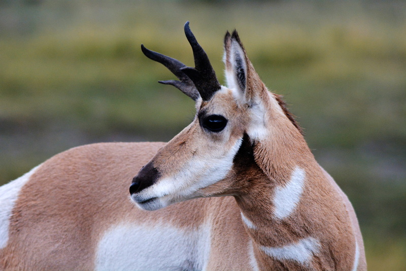 country, animal head, close, grazing, countryside, 5K, brown, herbivorous, profile view, nature, wildlife, yellowstone, mammal, animals in the wild, animal wildlife