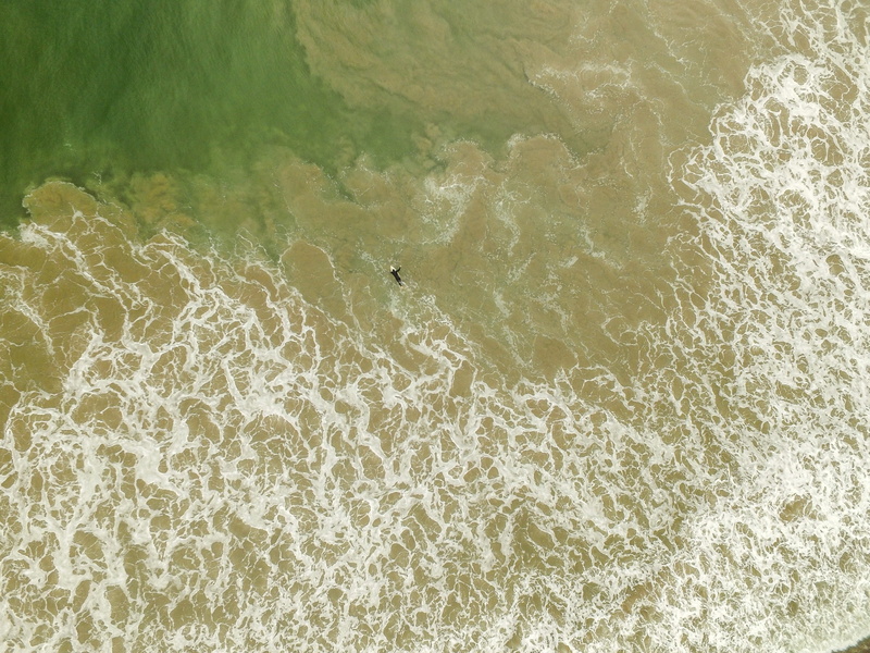 animals in the wild, Perspective, different, drone view, animal themes, waterfront, animal, close-up, animal wildlife, surfing, photography, aerial view