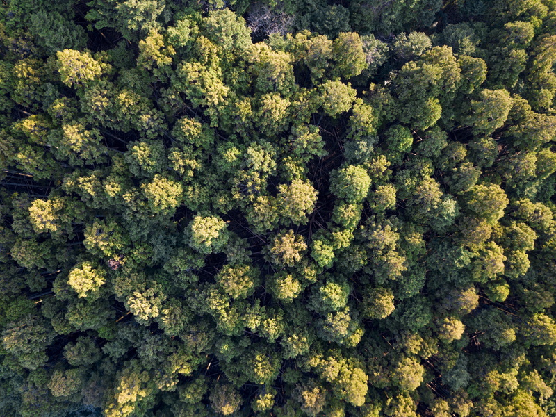 aerial view, broccoli, taken, day, abundance, daytime, photography, growth, high angle view, trees, 4K, eye, green color, food, no people, healthy eating