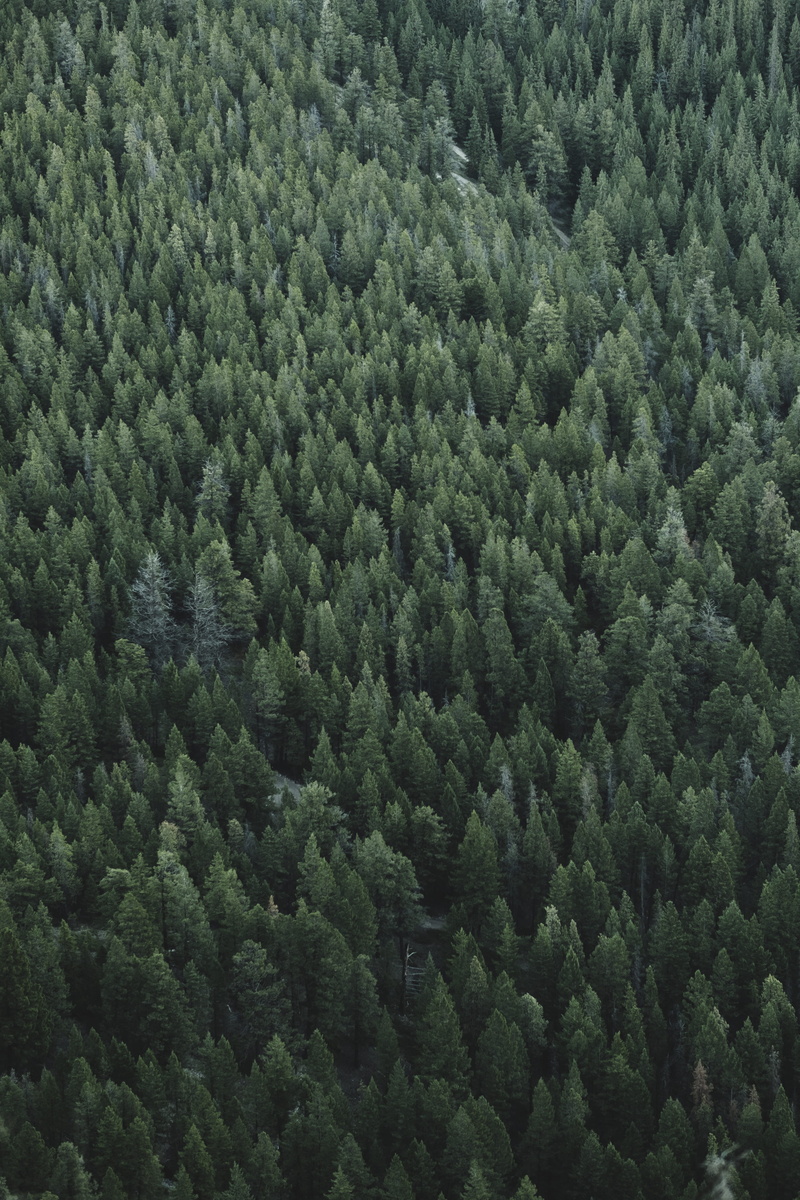 view, no people, nature, tranquility, backgrounds, lot, birds, day, high angle view, green color, foliage, looking down, full frame, land, green, pine wood