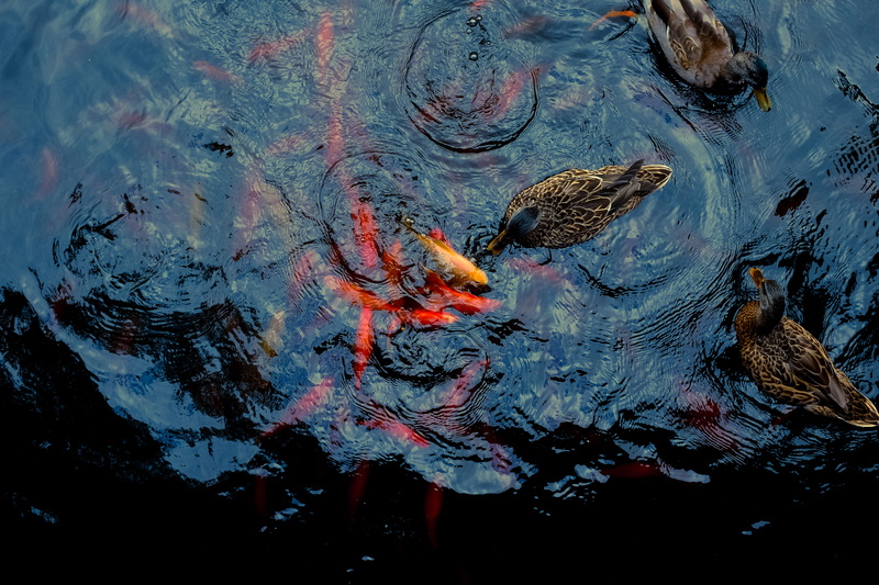 koi carp, animal themes, waterfront, school of fish, swimming, three, 4K, view, high angle view, ducks, carp, pond, no people, outdoors, animals in the wild