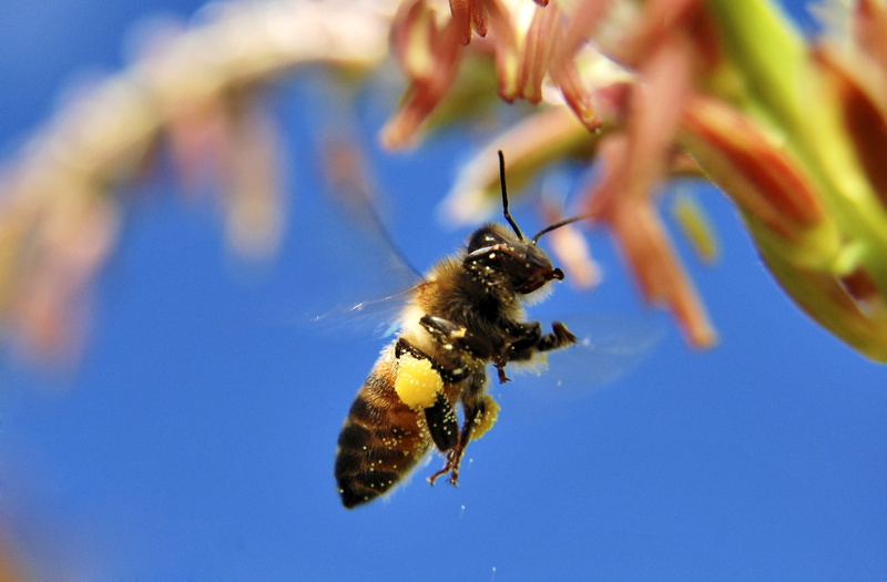 pinas, flying, animal wildlife, animal body part, abeja, outdoors, polen, volar, plant, bee, no people, motion, 1080P, selective focus, animals in the wild