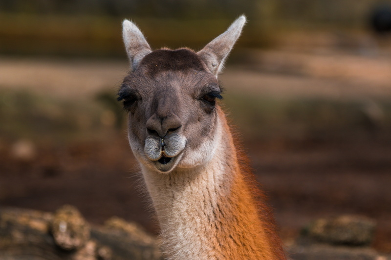 animals And Pets, beauty In Nature, herbivorous, animal wildlife, brown, nature, portrait, domestic animals, no people, vertebrate, llama, peru, muzzle