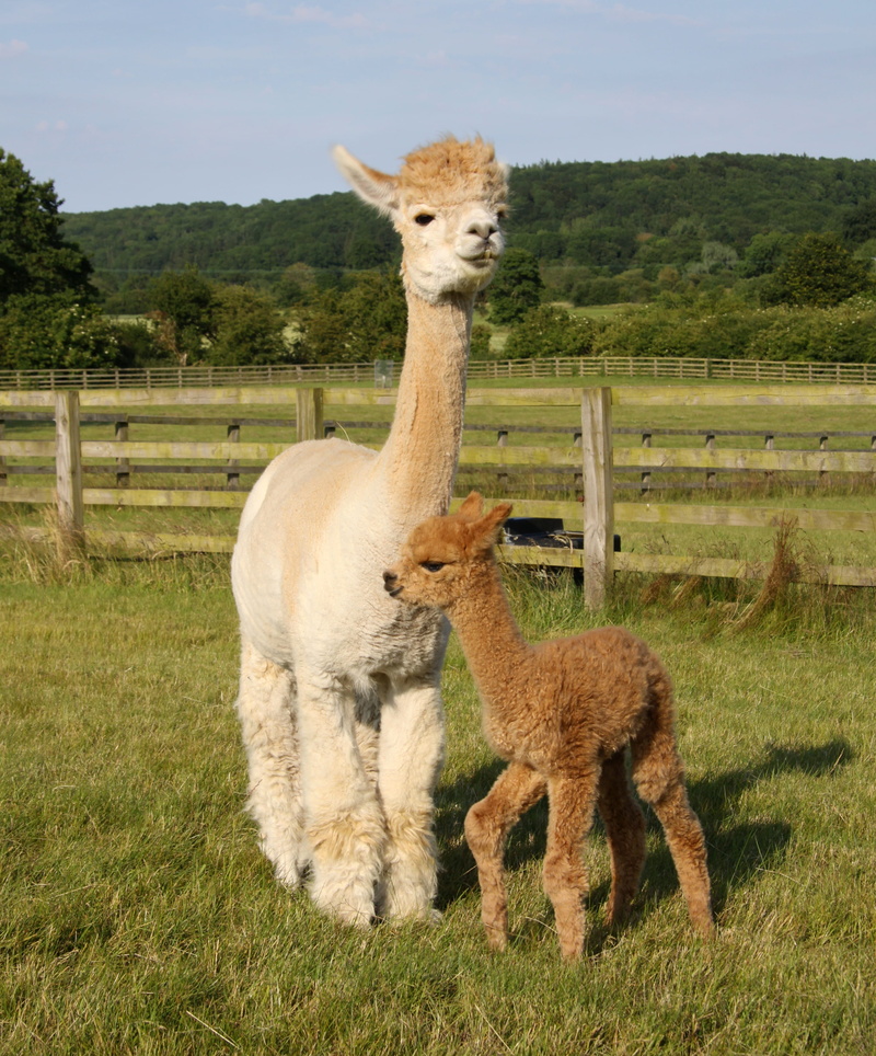 green, animal themes, group of animals, mammal, 2K, tree, animal, herbivorous, vertebrate, llama, no people, domestic, beige, nature, green color, born