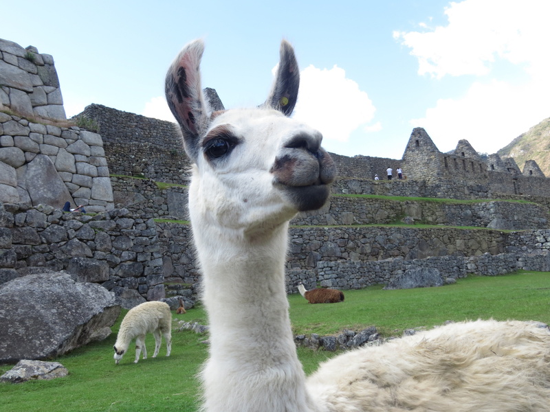 one animal, day, inca, vertebrate, macchu, tintin, ancient civilization, nature, temple, mammal, sky, livestock, herbivorous, picchu, angry, travel, south