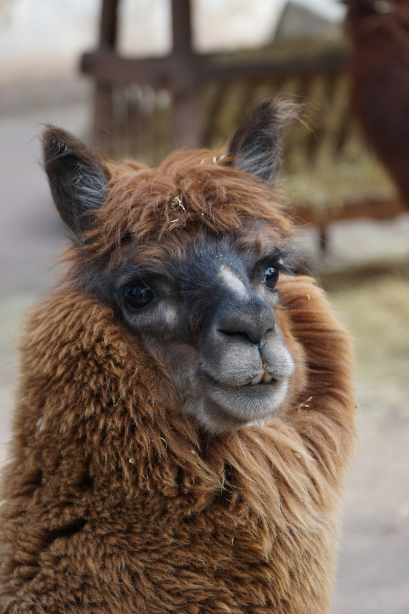 nature, livestock, Animal World, head, animal, fluffy, domestic, wildlife, no people, animal body part, andes, focus on foreground, llama, fur, Lama, outdoors