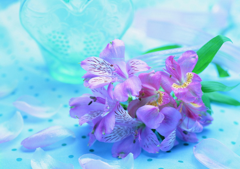 no People, softness, decoration, backgrounds, springtime, bouquet, plant, turquoise colored, water, pink Color, orchid, close-up, summer, indoors, petal