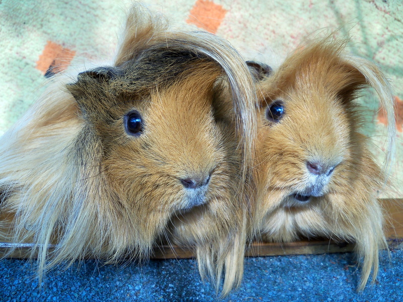 hair, brown, pets, animal family, animal themes, no people, herbivorous, two animals, animal wildlife, domestic, rodent, indoors, guinea pig, cute, 2K