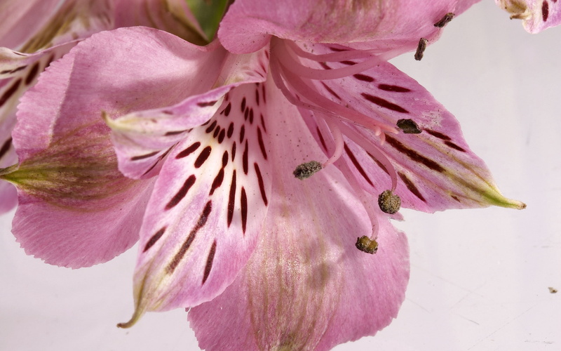 nature, springtime, day, vulnerability, summer, pink Color, plant, single Flower, stamen, pink, lily, pollen, petals, peruvian, flower Head, fragility