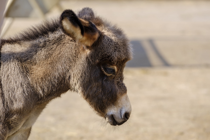 donkey, horse, animal wildlife, pets, working animal, outdoors, livestock, young animal, side view, one animal, animals in the wild, herbivorous, mammal