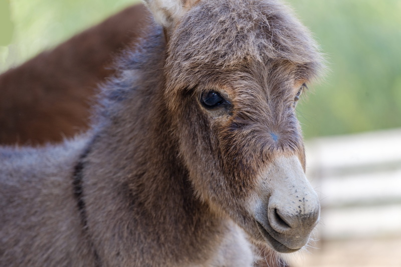 outdoors, young animal, pets, livestock, animal eye, vertebrate, horse, beast of burden, snout, 5K, one animal, day, herbivorous, domestic animals, portrait