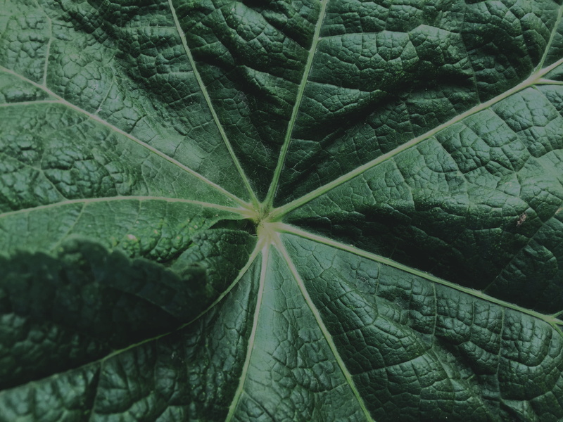 botany, color, ollantaytambo, no people, nature, natural pattern, tree, high angle view, green, green color, leaf vein, full frame, contrast, 2K, freshness