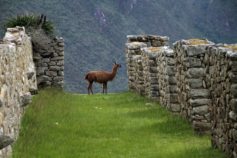 cuzco, domestic animals, land, tourist, standing, wall, peruvian, latin, no people, machu, livestock, cusco, animal themes, grass, 5K, wonder, ancient