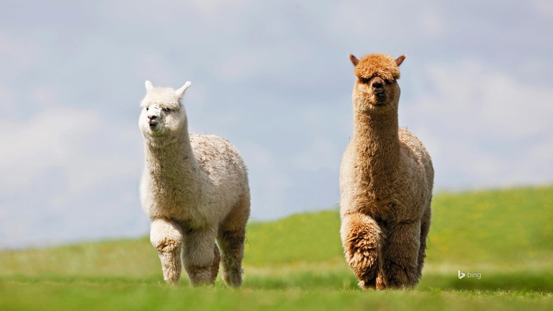 alpaca, mammal, vertebrate, 1080P, animal wildlife, group of animals, bing, grass, no people, young animal, animals in the wild, day, llama
