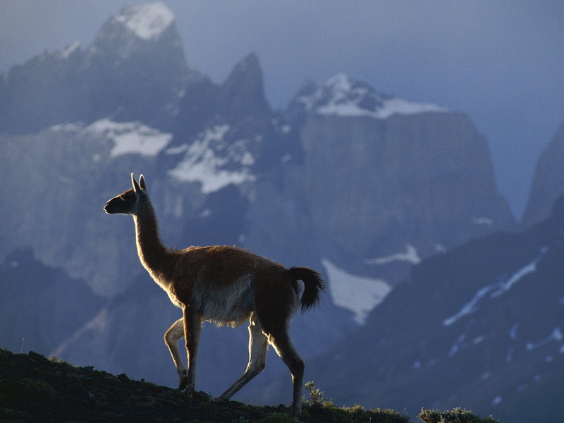 llama, 720P, animals, mountain