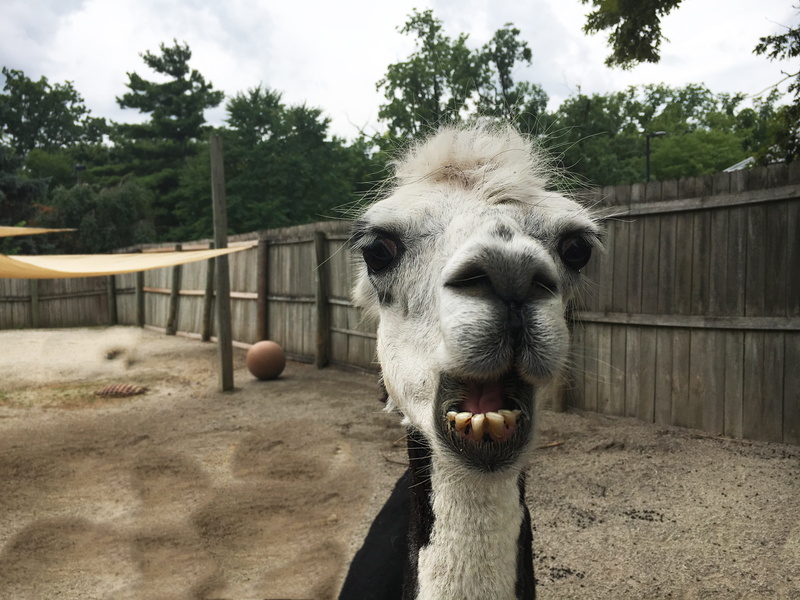 goofy, pets, no people, nature, field, farm, animal, day, llama, land, plant, one animal, mammal, funny, animal head, outdoors, domestic, animal themes