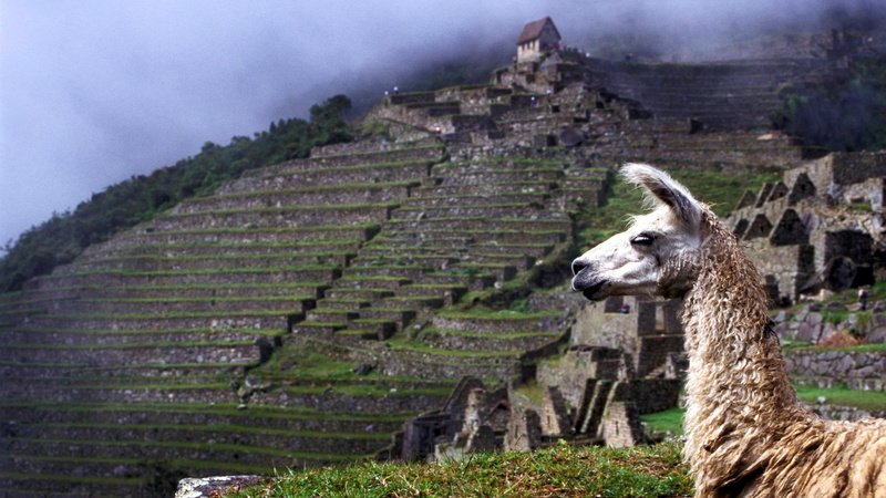 1080P, llama
