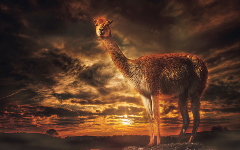 Sunset, Dusk, Llama, 2K, Clouds