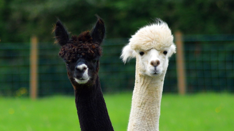 herbivorous, nature, animal, domestic animals, animal wildlife, no people, 1080P, llama, group of animals, animal themes, focus on foreground, portrait