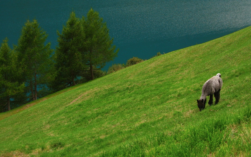 beautiful, trees, green, llama, animals, 2K, lake, mountain, pasture, lama