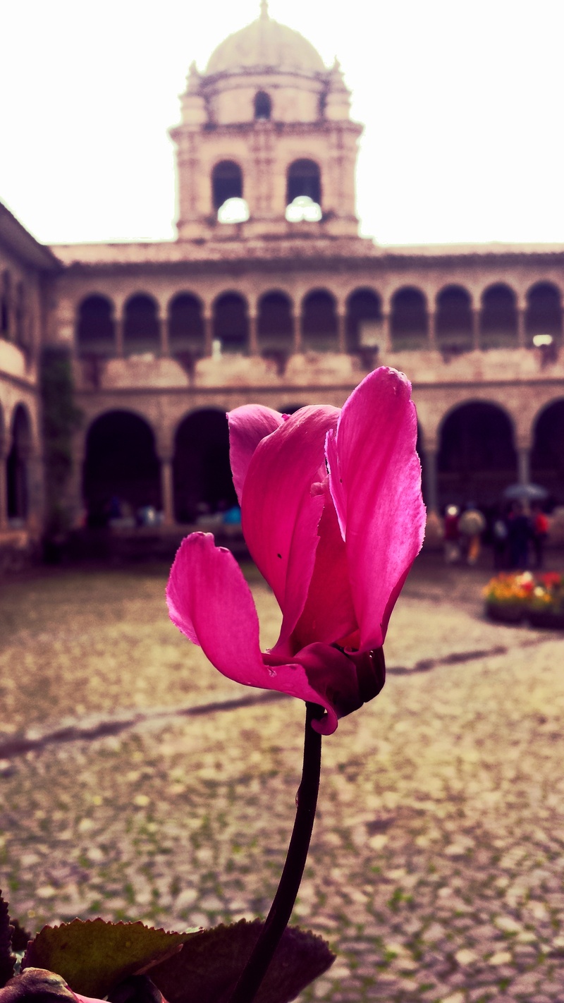 petal, pink color, built structure, outdoors, history, sacred, archeology, temple of the sun, city, coricancha, fragility, nature, ruins, building, cuzco