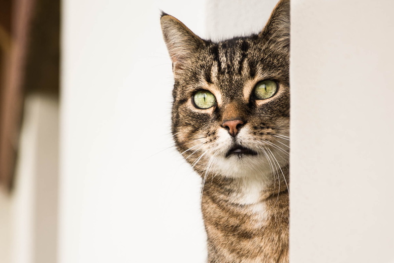 feline, looking, cat head, close-up, vertebrate, animal body part, painted, domestic Cat, mammal, cat, indoors, alley cat, domestic, looking at camera