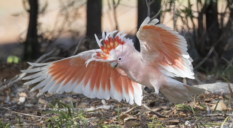 parrot, desert cockatoo, 1080P, Cockatoo-Inka, cockatoo major Mitchell, wings, bird
