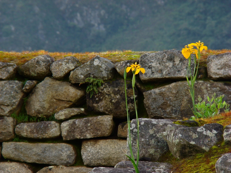 solid, close-up, plant, yellow, nature, stone wall, wall, fragility, beauty in nature, stone - object, textured, vulnerability, Stones, no people, architecture