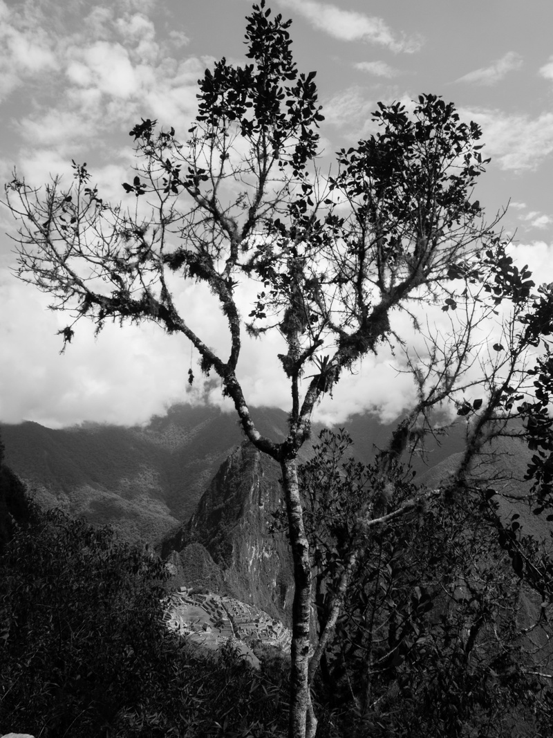 cloud - sky, mountain range, low angle view, mountain, 4K, tree, growth, trek, photo, scenics - nature, leafy, land, tranquility, machu picchu mountain