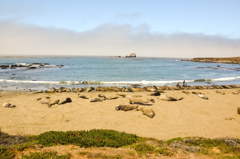summer, solid, land, seeelefant, america, sky, crabeater, travel, nature, scenics - nature, landscape, pacific coast, piedras blancas, sea, reserve, rock