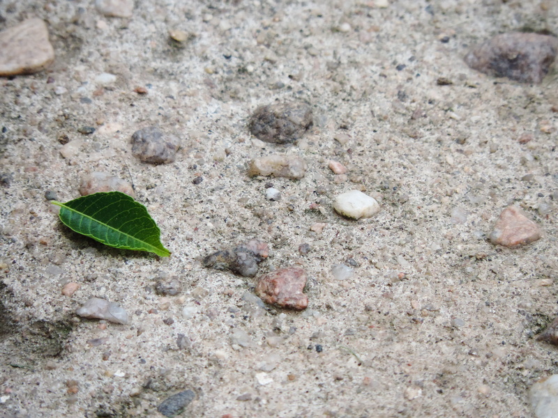 soil, rock, invertebrate, 4K, hoja, turtle, beauty in nature, no people, textured, beach, piso, land, sea life, nature, plant, animal themes, small, piedra