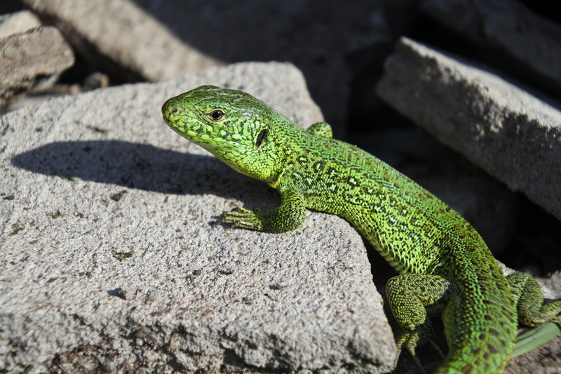 lagarto, reptil, piedras, animales, verde, 5K
