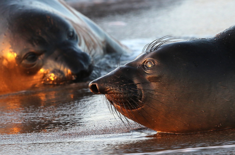 seaside, one animal, domestic animals, wildlife, animal, wet, natural area, animal wildlife, pets, seals, 1080P, blm, piedras blancas light station, nature