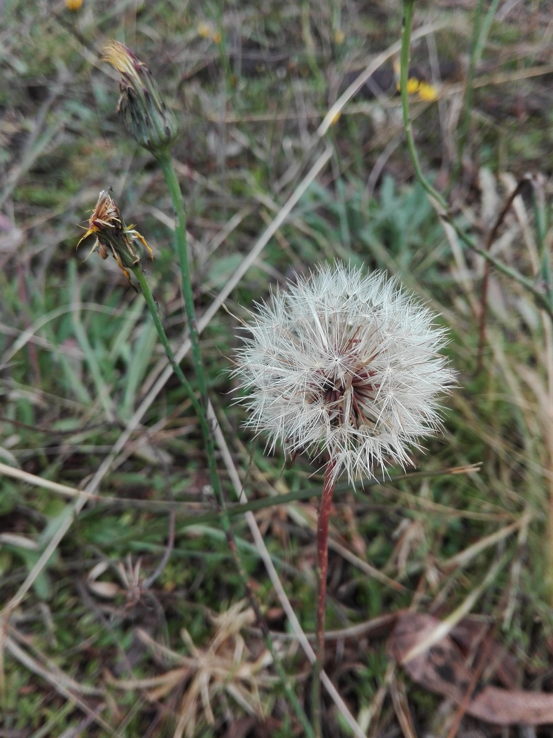 focus on foreground, outdoors, colombia, dandelion seed, softness, plant, land, field, fragility, vulnerability, 4K, flowering plant, nature, flower head