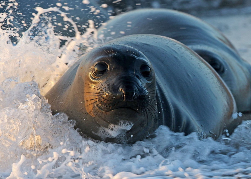 cold temperature, wilderness, aggression, pinniped, animal themes, winter, no people, sea, mammal, close-up, outdoors, nature, one animal, day, vertebrate