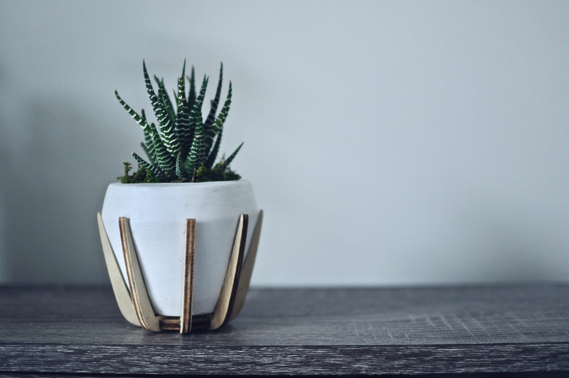 potted plant, growth, planter, focus on foreground, nature, jar, tree, plant, necklace, celebration, christmas, wood - material, pineapple, table, pottery