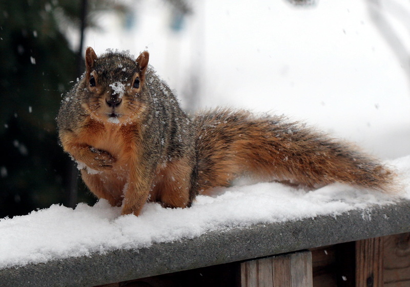 wooden, 720P, snow, nature, brown, surface, animal, outdoors, mammal, Got Milk, Eastern Fox Squirrel, Pot-of-Gold, squirrel, fur, wildlife, winter, explore