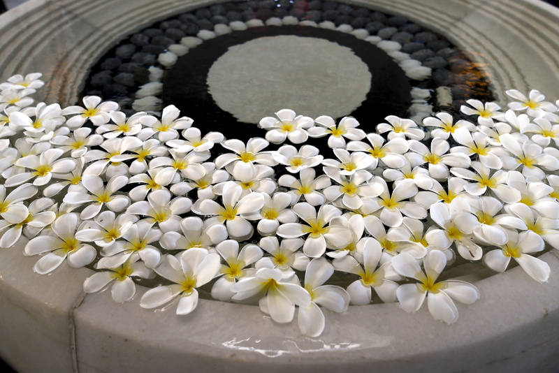 relax, pot, big, more, summer, fragility, plant, water, flowering plant, vulnerability, flower head, white color, nature, tropical, geometric shape, circle