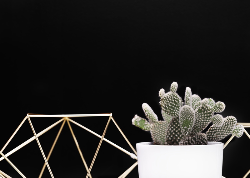 container, indoors, cactu, potted plant, flower, creativity, paper, background, cactus, cacti, studio shot, copy space, growth, 5K, pot, gold, black color