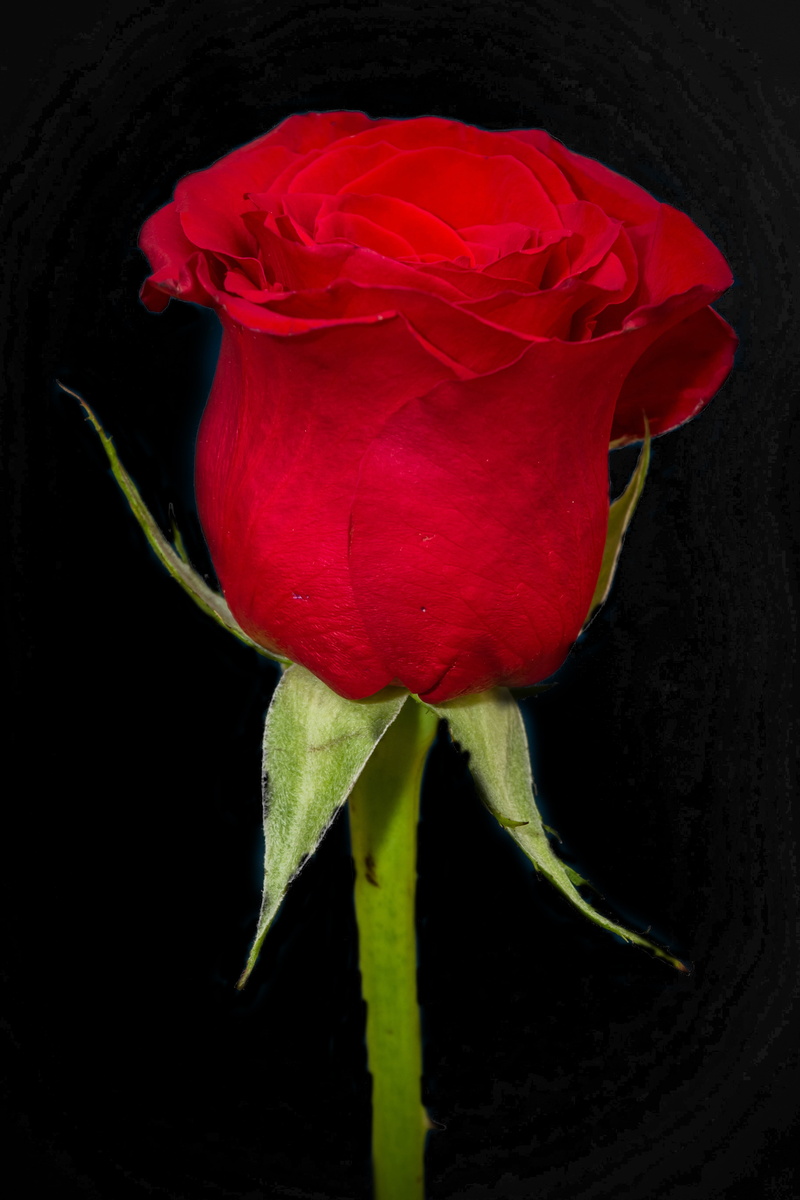 nature, close-up, cut flowers, water, flowers, red, growth, deck, sunset, flowering plant, flower head, fragility, valentines day, gift, ancient, vulnerability