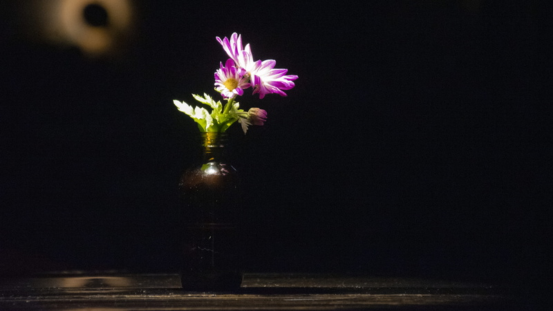 auckland, night, vulnerability, low light, plant, freshness, flower arrangement, fragility, no people, flower, flowering plant, beauty in nature, table setting