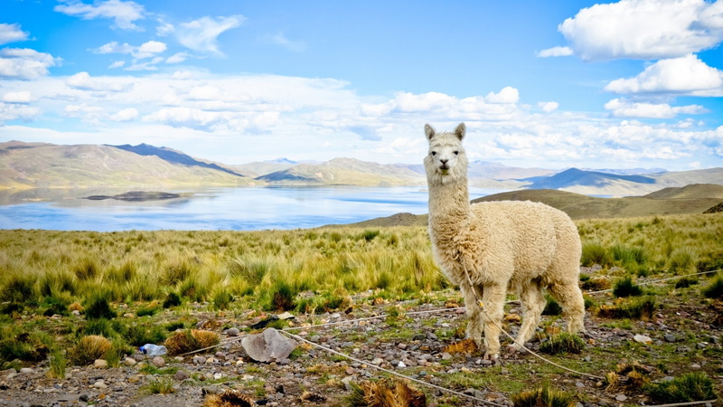 1080P, Alpaca, Animal