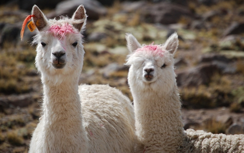alpaca, 1080P