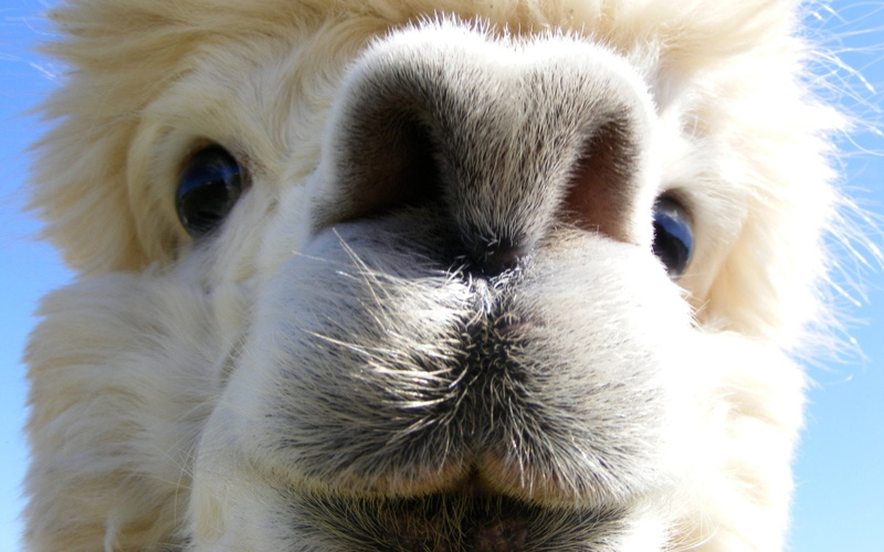 Alpaca, 1080P, Animal