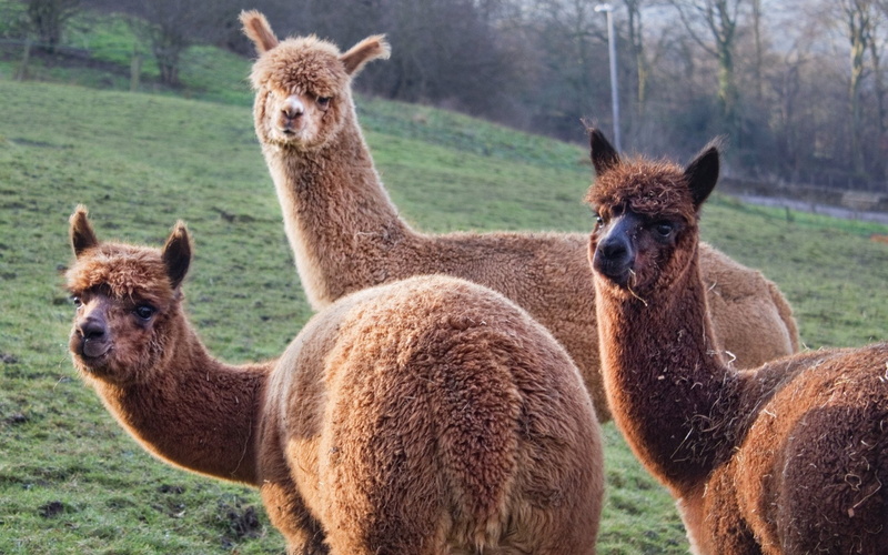 Animal, 1080P, Alpaca