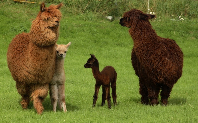 alpaca, 1080P