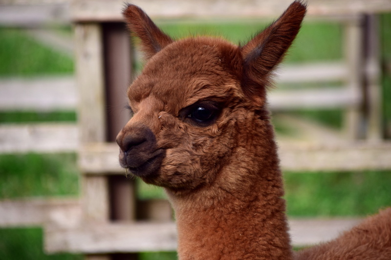 5K, mammal, animal body part, herbivorous, one Animal, young Animal, animal, agriculture, llama, muzzle, andes, focus on foreground, domestic, alpaca