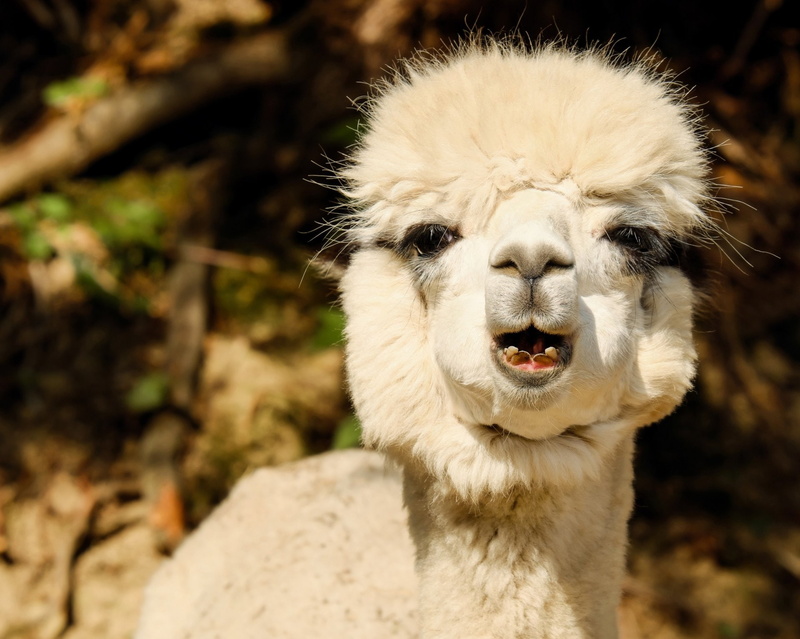 1080P, Baby Animal, Animal, Alpaca