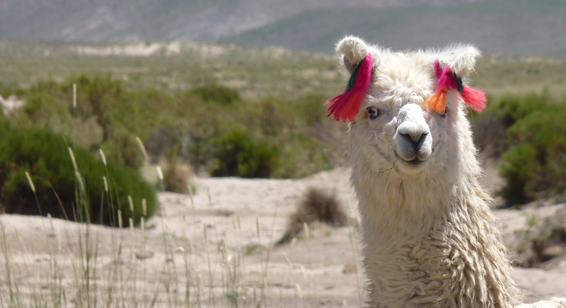 alpaca, looking at camera, animal body part, llama, plant, llama glama, herbivorous, agriculture, mammal, wildlife, nature, close-up, fur, dessert, focus