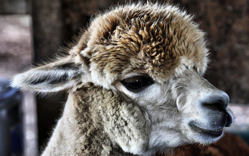 1080P, alpaca